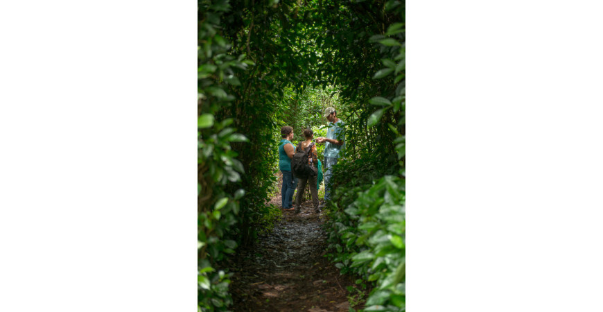 Le thé cultivé sur l’île de la réunion